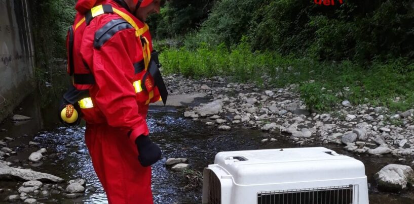 Cane cade nel fiume: lo salvano i vigili del fuoco di Avellino