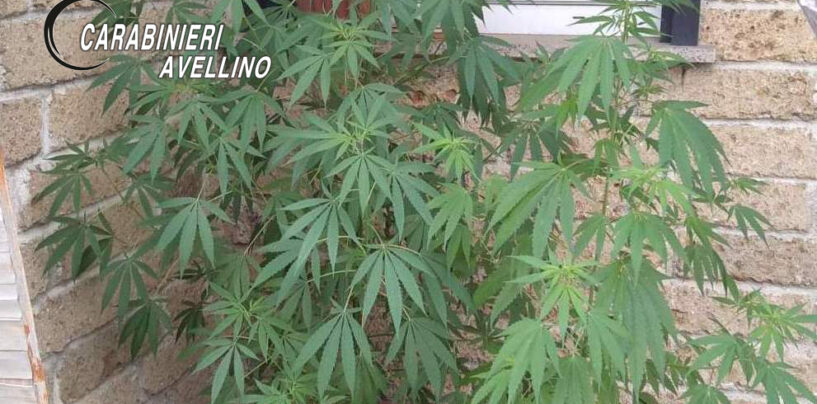 Coltiva marijuana sul balcone di casa, denunciata 56enne di Aiello del Sabato
