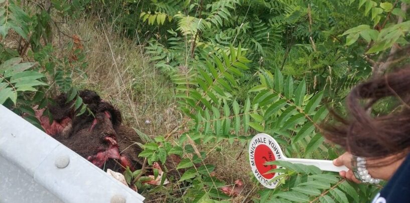 Rinvenuti resti di cinghiale: Grottaminarda dichiara guerra all’abbandono di rifiuti