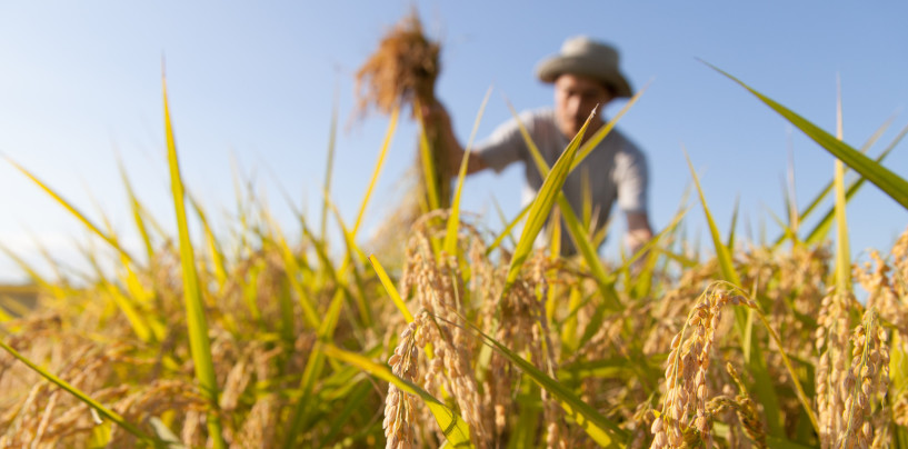 Export agroalimentare, Coldiretti: “Campania +3,6%, va male solo in Irpinia”