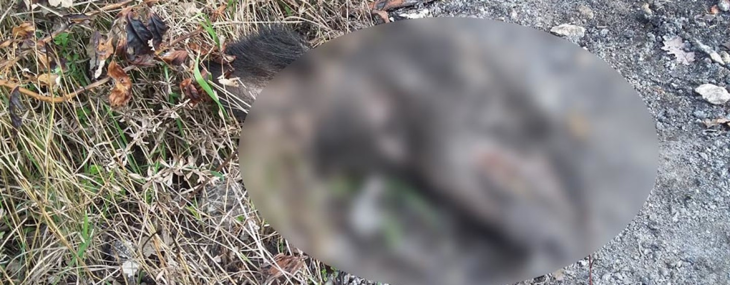 FOTO/ Montemiletto choc, rinvenute nelle campagne amianto e teste di cinghiale mozzate