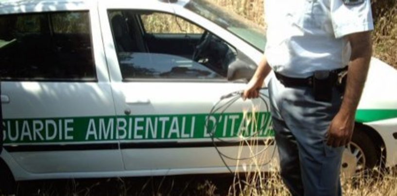 Cane finisce sotto un trattore, provvidenziale l’intervento della Gadit