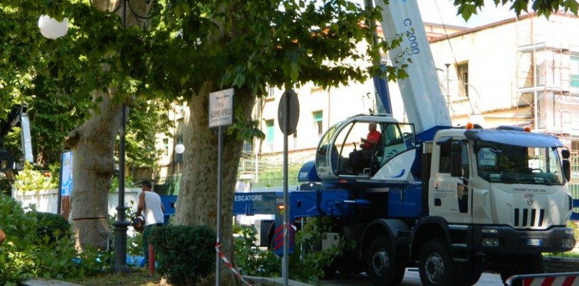 Avellino – Al via l’abbattimento di 21 platani entro il 31 Marzo