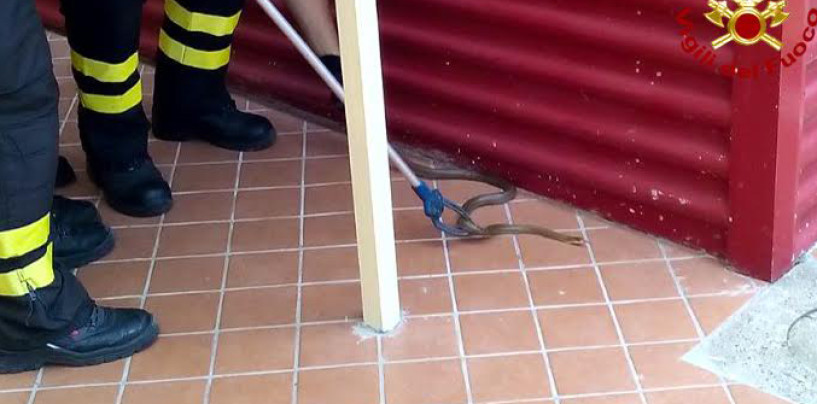Serino, serpente semina il panico all’asilo