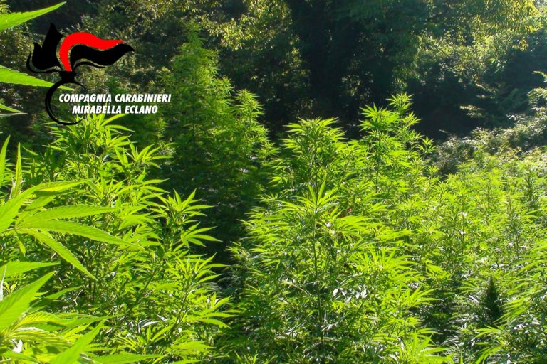 VIDEO/ Operazione antidroga dei carabinieri: sequestrate 100 piante di marijuana