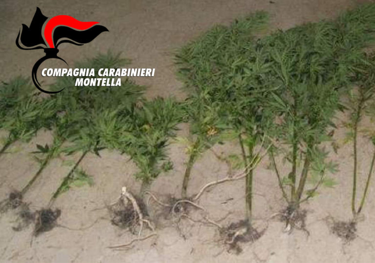 Dilaga la coltivazione di marijuana in terra irpina, sequestrate un centinaio di piante