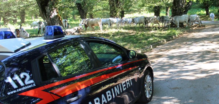 In manette allevatore irpino, responsabile di tentato omicidio, rapina e porto abusivo di arma