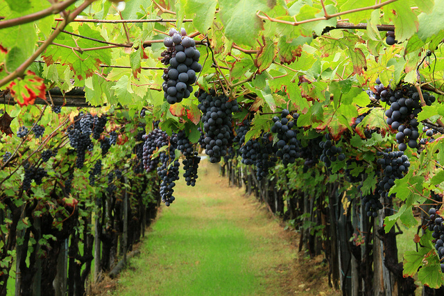 Vendemmia 2017, gli agronomi irpini: “Produzione ridotta ma qualità elevata”