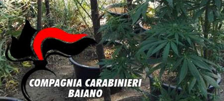 Quindici, sequestrata piantagione di cannabis in alta quota