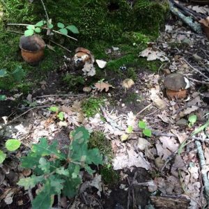 funghi