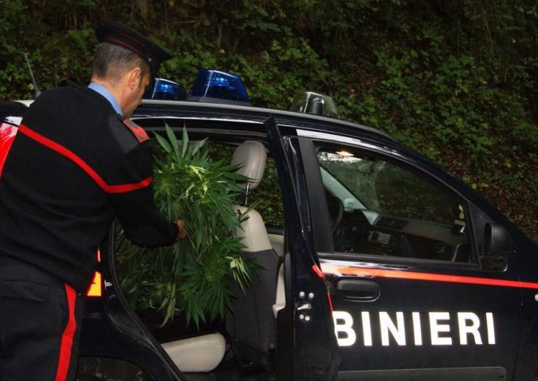 Scoperta l’ennesima piantagione di marijuana in Irpinia