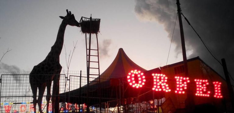 VIDEO/ “Circensi sfruttatori di animali e bugiardi”. Legge spettacolo, animalisti contenti a metà