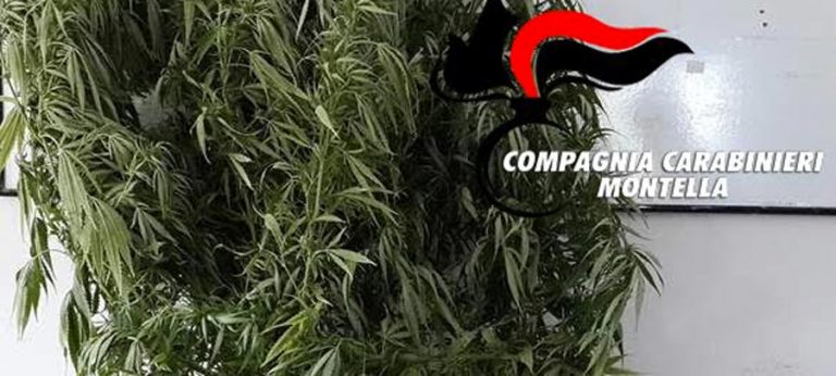 marijuana-sequestro-avellino-chiusano