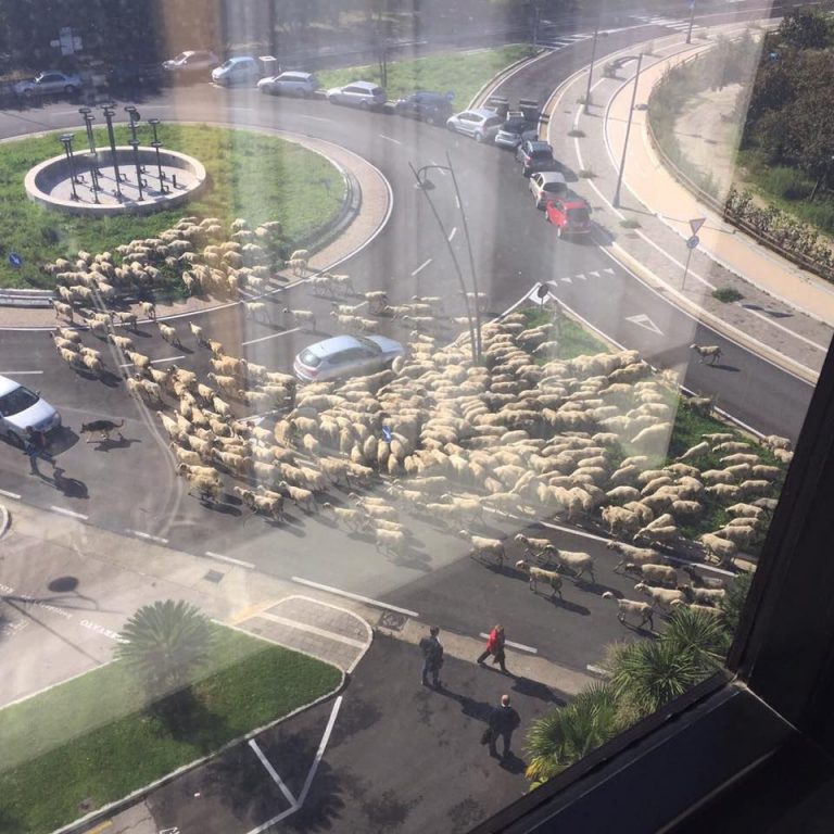 FOTO/ Claudio Bisio posta su fb tre foto da un hotel di Avellino: pecore in centro