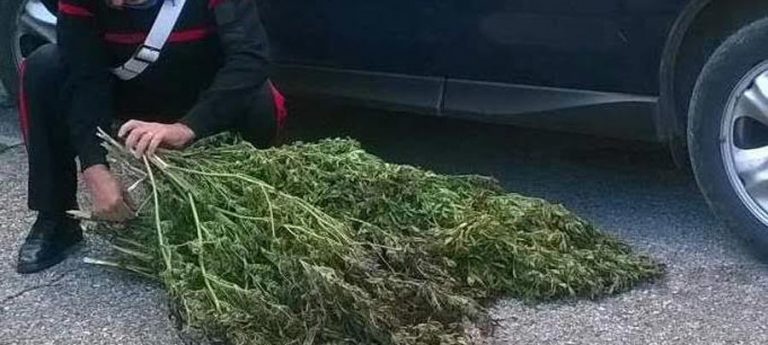 Monti Lattari, coltivazione di piantagioni di cannabis: 57enne arrestato