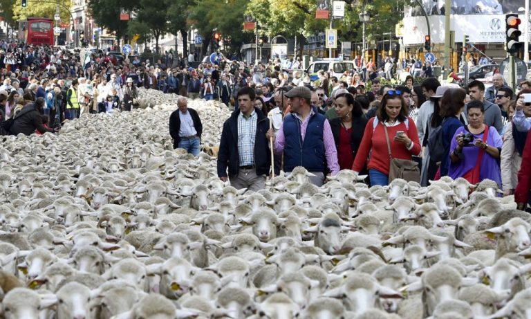 Madrid come Avellino: ogni anno tradizionale parata di pecore in centro