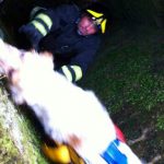 cane vigili del fuoco