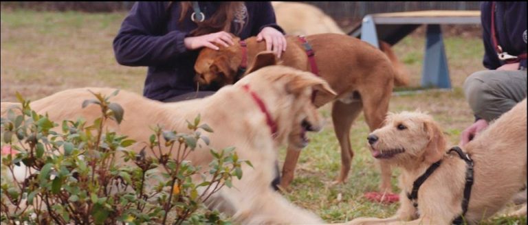 Consegnati pasti per i pets dei rifugi ENPA in Campania