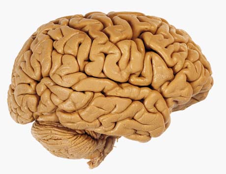 Lateral View a Human Brain Showing the Cerebrum and Cerebellum