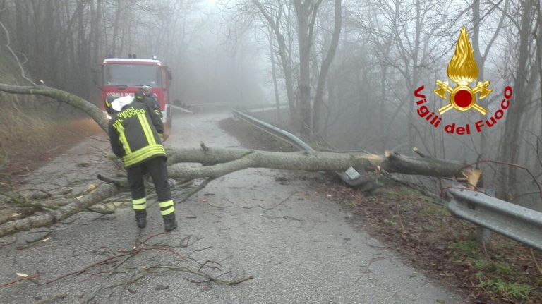 Trevico, cade un albero sulla Strada Provinciale