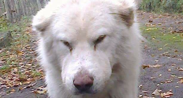 Avellino piange il Re Leone Bianco, il cane amato da tutti