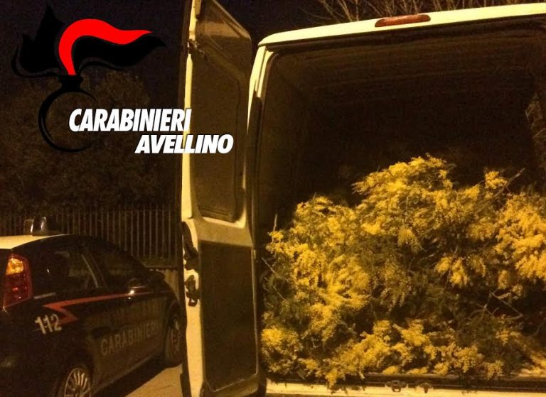 Rubano mimose per la Festa delle donne: nei guai 4 persone