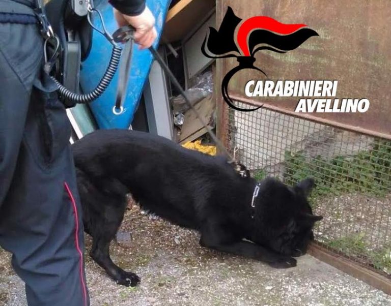Avellino – Lotta alla droga nelle scuole, blitz con unità cinofile: trovati 30 grammi di hashish