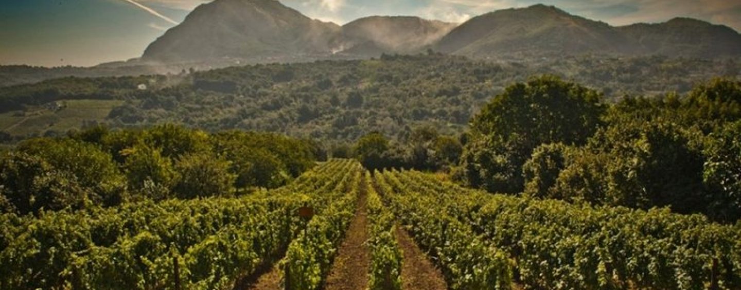 Vinitaly, passata la sbornia restano i vini dell’Irpinia: dagli antichi romani a Scanzi