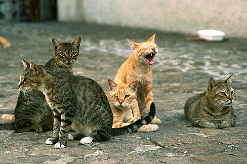 Sterilizzazioni feline, Anpana denuncia: “Rubate gabbie presso il cimitero di Avellino”