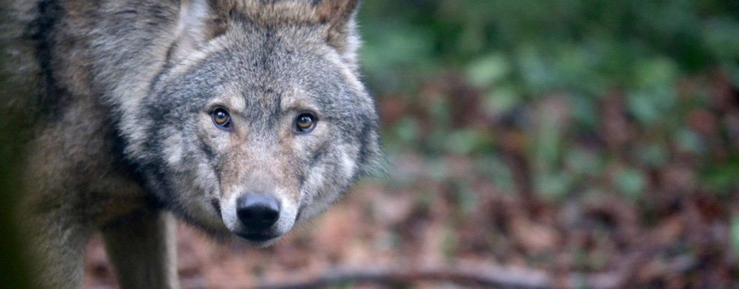 Scuoiano un lupo e lo appendono a cartello stradale. Il WWF: “Ultimo episodio di una lunga serie”