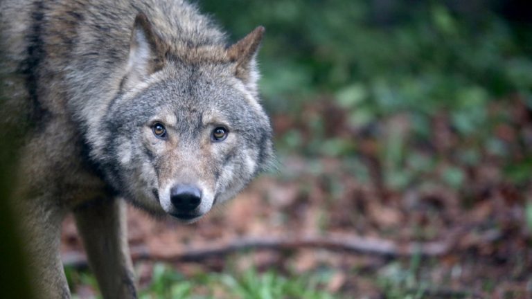 Parco del Partenio: la “task force” e la favola dei lupi confidenti