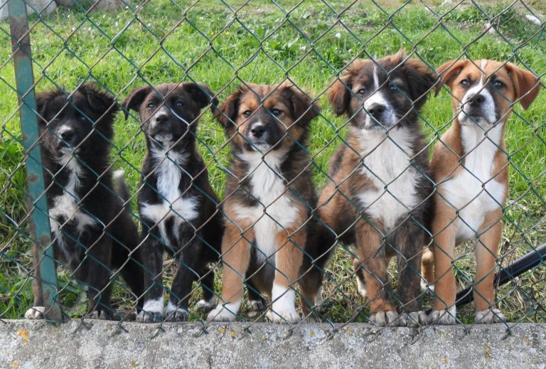 #proteggianimali, giornata di sensibilizzazione sulle tematiche animaliste presso la villa di Avellino