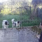 Laviano 7