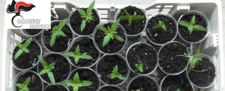 25 piantine di marijuana sul terrazzo, scovate dall’unità cinofila dell’Arma