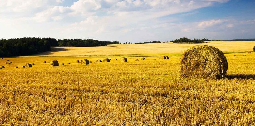 Coronavirus, l’Unisc denuncia problemi enormi anche in agricoltura
