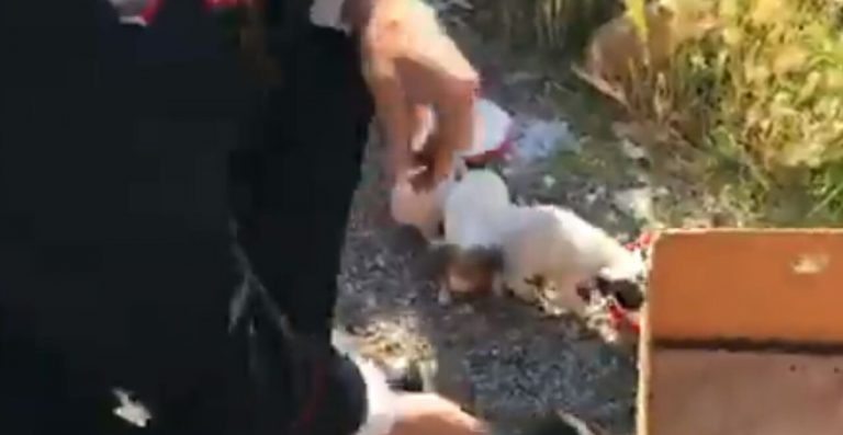Cinque cagnolini abbandonati messi in salvo dai Carabinieri, si cerca il responsabile