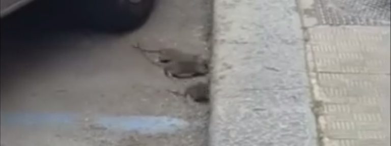 VIDEO/ Avellino invasa dai topi: scatta l’allarme igienico sanitario