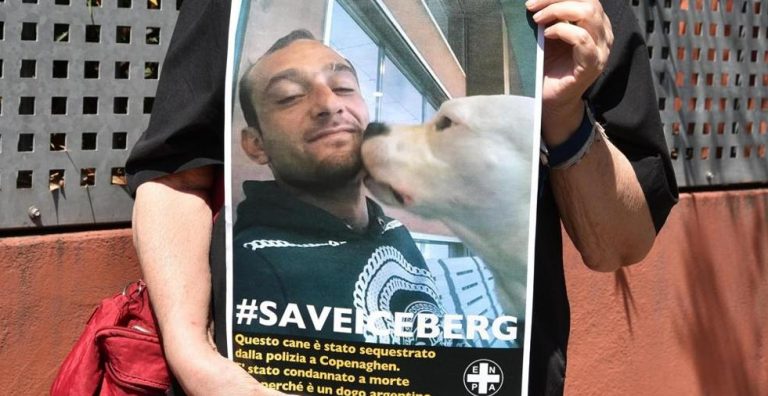 Lo chef irpino vince la sua battaglia: il cane Iceberg è salvo, tornerà in Italia