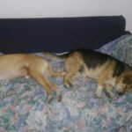 cani smarriti