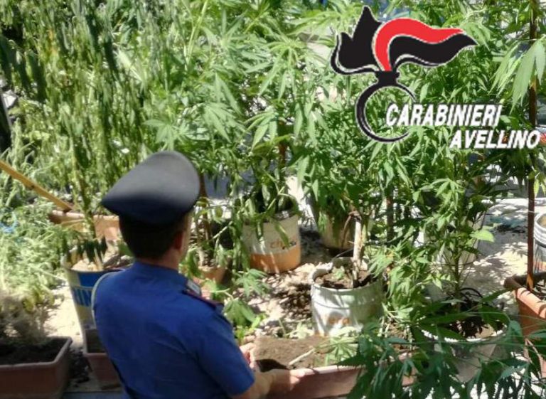 Baiano, coltivavano marijuana in un terreno privato: denunciati due uomini
