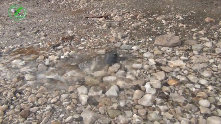 VIDEO/ Ci vuole Costanza – Ancora una perdita d’acqua a Contrada Archi, ma nessuno interviene