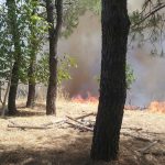 incendi boschivi incendio rogo