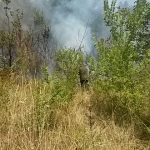 incendi boschivi incendio rogo