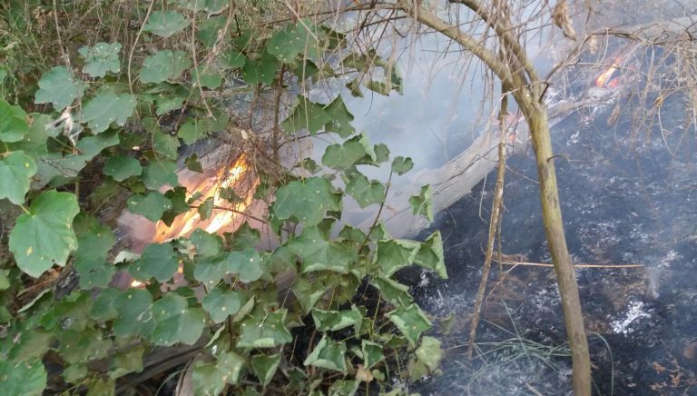 Incendi: i caschi rossi salvano i vigneti di Greco di Tufo, di nuovo in fiamme il Faliesi
