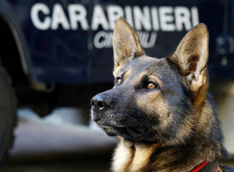 Nascondeva droga e armi nella baracca: arrestato 35enne di Montoro