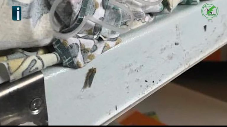VIDEO/ Ci vuole Costanza – Insetti all’ospedale Landolfi: arrivano le scuse dei medici