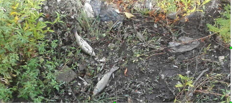 Valle del Sabato: la morte corre sul fiume