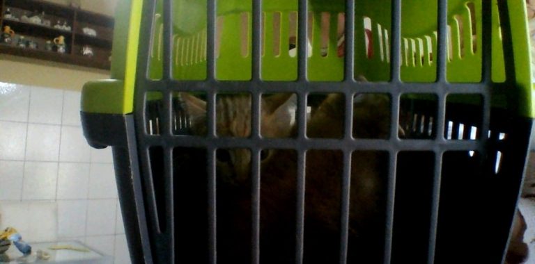 Gattini abbandonati, l’appello dell’associazione animalista “In ricordo di Lacuna”