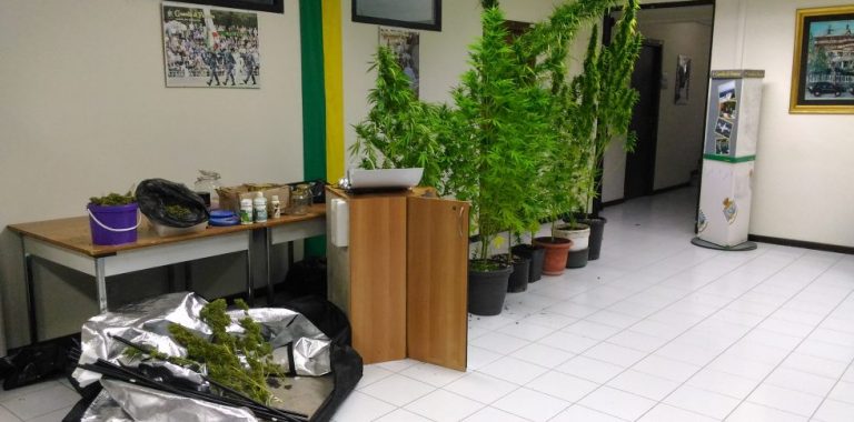 Sequestrata serra artigianale di marijuana, mille dosi pronte ad essere vendute