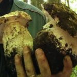 FUNGHI